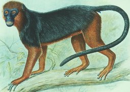 red colobus